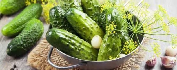 Klassieke lichtgezouten komkommers in een pan met hete pekel