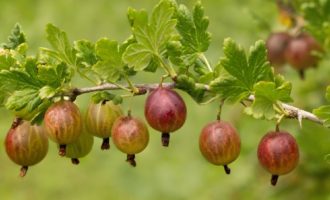 Kruisbessencompote voor de winter in een pot van 3 liter